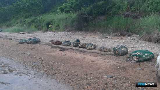 Незаконные добытчики гребешка попались пограничникам