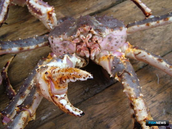 Добытчики крабов: Суть предложений РРПК &ndash; в банальном перераспределении оставшихся квот