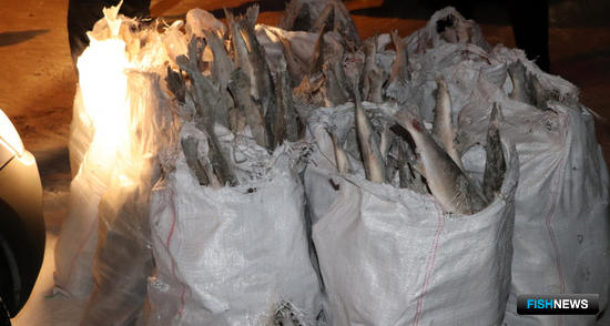 Дело о таймырском муксуне направили в суд