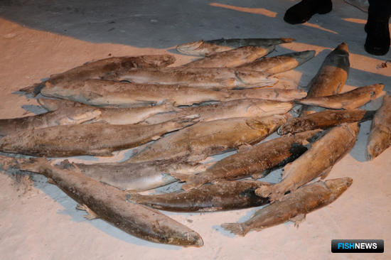 Дело о таймырском муксуне направили в суд