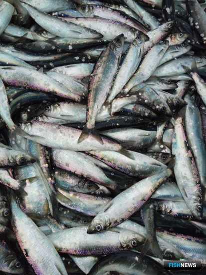 Ученые собрали данные по важнейшим объектам промысла