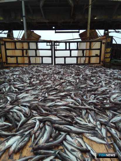 Ученые собрали данные по важнейшим объектам промысла