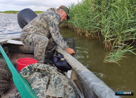 Кубанские раки нуждаются в ежегодном мониторинге