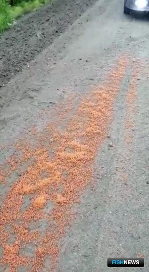 Браконьеры оставили икорный след Браконьеры оставили икорный след