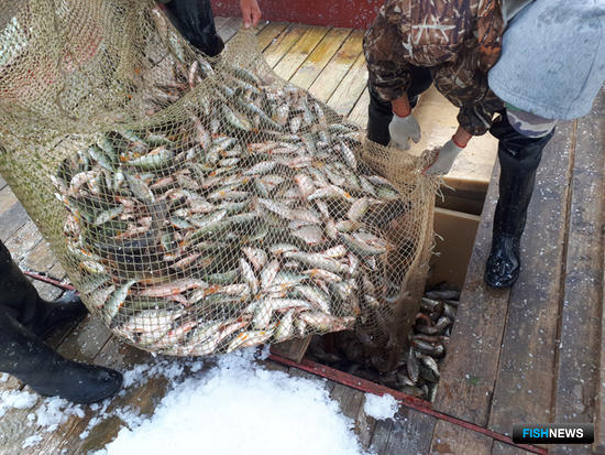 Рыбные ресурсы озер Западной Сибири оценивает наука