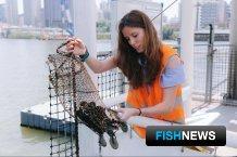 Австралийские дары моря оказались «пластиковыми» Австралийские дары моря оказались «пластиковыми»