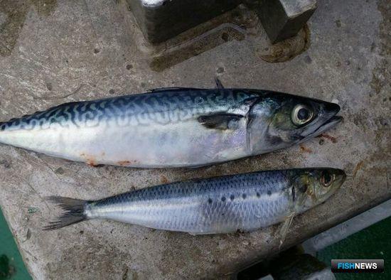 Иваси стремится к новым вершинам Иваси стремится к новым вершинам