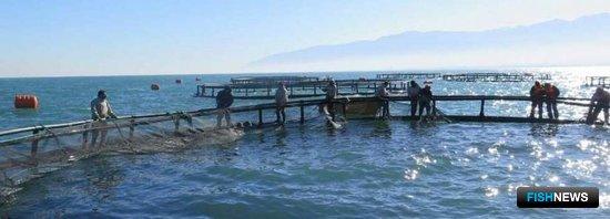 Аквафермеры Ирана готовятся &laquo;обогнать&raquo; рыбаков