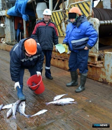Ученые собрали данные по сельди и мойве на Северном бассейне
