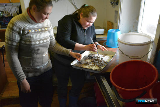 Ученые собрали данные по сельди и мойве на Северном бассейне