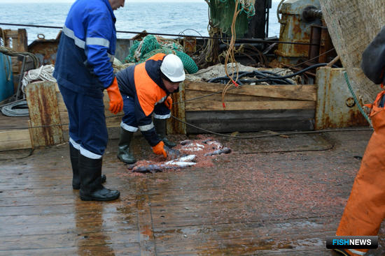 Ученые собрали данные по сельди и мойве на Северном бассейне