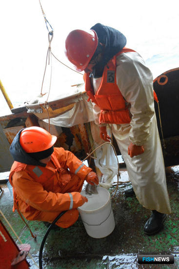 Ученые собрали данные по сельди и мойве на Северном бассейне