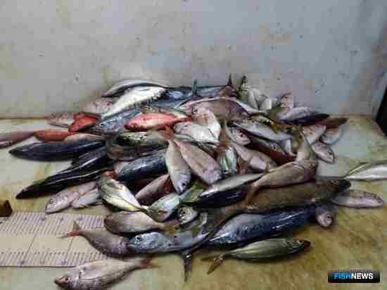 Ученые провели мониторинг российского лова в водах Мавритании