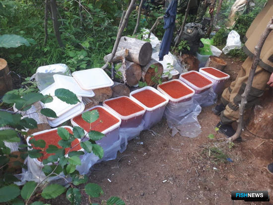 Дело о масштабном браконьерстве дошло до приговора Дело о масштабном браконьерстве дошло до приговора