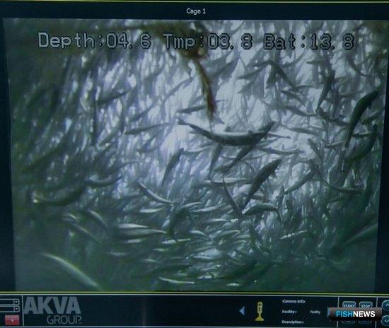 Борьбу за здоровье семги закрепили в ветеринарных правилах