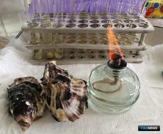 Устрицам Дальнего Востока готовят медобслуживание на Черном море Устрицам Дальнего Востока готовят медобслуживание на Черном море