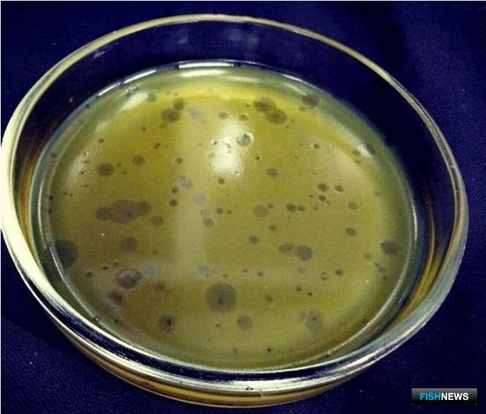 Устрицам Дальнего Востока готовят медобслуживание на Черном море Устрицам Дальнего Востока готовят медобслуживание на Черном море