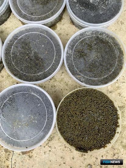 Заработать на «краснокнижной» икре помешали пограничники Заработать на «краснокнижной» икре помешали пограничники