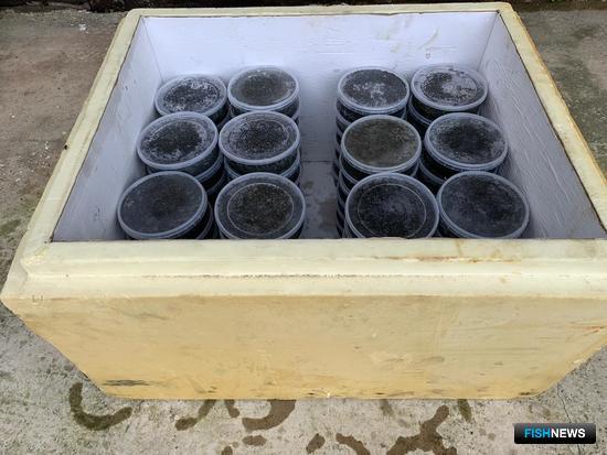 Заработать на «краснокнижной» икре помешали пограничники Заработать на «краснокнижной» икре помешали пограничники