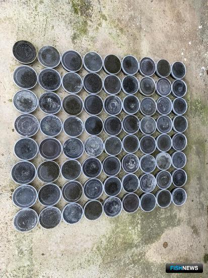 Заработать на «краснокнижной» икре помешали пограничники Заработать на «краснокнижной» икре помешали пограничники