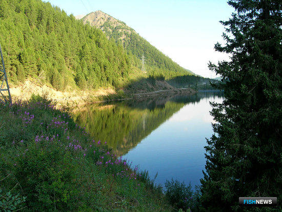На алтайских озерах предлагают создать аквафермы