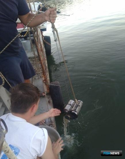 Специалисты АзНИИРХ обследовали Нижний Дон Специалисты АзНИИРХ обследовали Нижний Дон