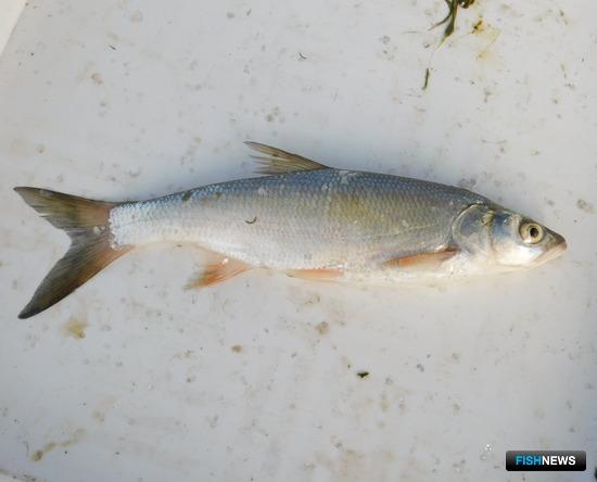 Специалисты АзНИИРХ обследовали Нижний Дон Специалисты АзНИИРХ обследовали Нижний Дон