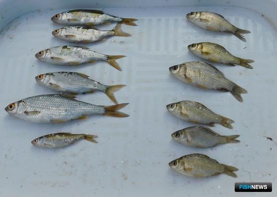 Специалисты АзНИИРХ обследовали Нижний Дон Специалисты АзНИИРХ обследовали Нижний Дон