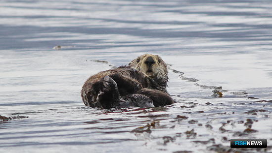 Экологи призывают создать новые заповедники для каланов