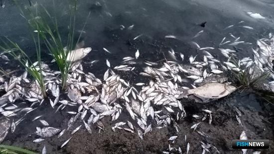 Специалисты расследуют замор под Самарой Специалисты расследуют замор под Самарой