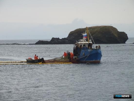 Южные Курилы берутся за кету Южные Курилы берутся за кету