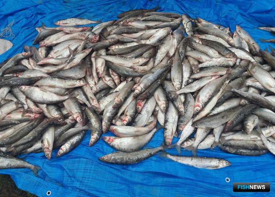 Браконьеры не дают омулю спокойно отнереститься