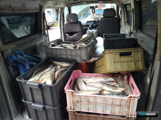 Браконьеры не дают омулю спокойно отнереститься