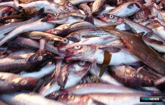 АДМ начала сертификацию беринговоморского минтая