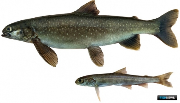 Рачки-эндемики помогли древнему гольцу выжить подо льдом