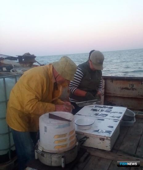 АзНИИРХ уточнит прогнозы по хамсе и тюльке АзНИИРХ уточнит прогнозы по хамсе и тюльке