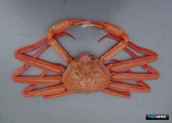 Поправки по глубоководным крабам передали в правительство