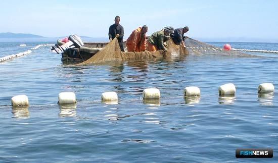 На Дальнем Востоке добирают кету