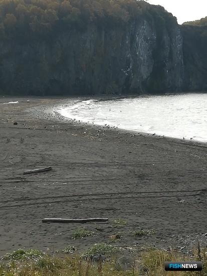 Причину камчатского замора выясняют в лабораториях