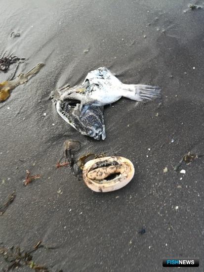 Причину камчатского замора выясняют в лабораториях