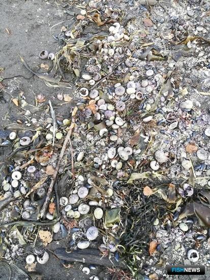 Причину камчатского замора выясняют в лабораториях