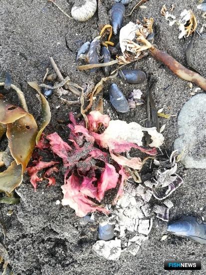 Причину камчатского замора выясняют в лабораториях