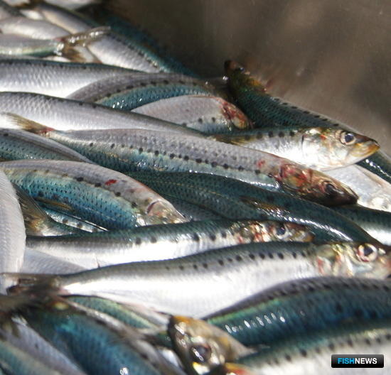 Росрыболовство снова сбавило цену на японскую иваси