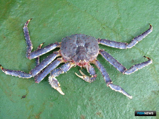 Живой краб востребован на азиатских рынках