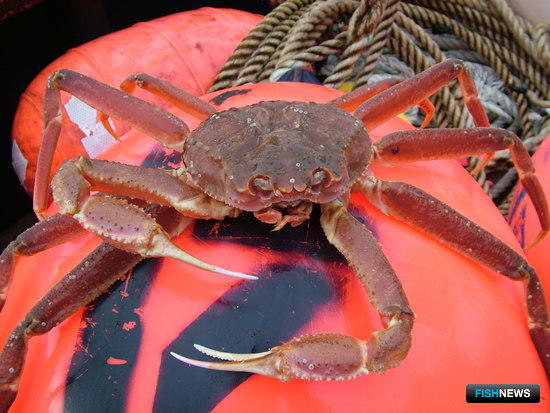В США растет спрос на российского краба опилио В США растет спрос на российского краба опилио