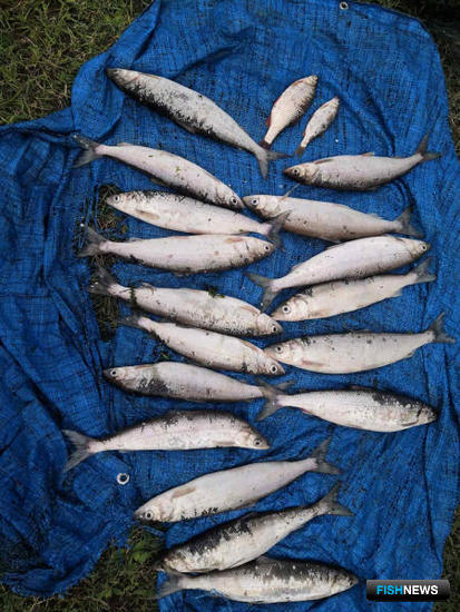 Запрет на промысел омуля остался в правилах рыболовства Запрет на промысел омуля остался в правилах рыболовства