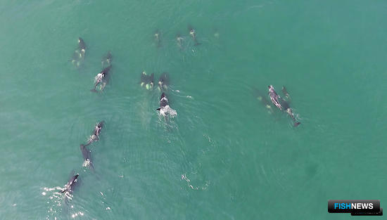 Вывозу косаток и белух покажут красный свет Вывозу косаток и белух покажут красный свет