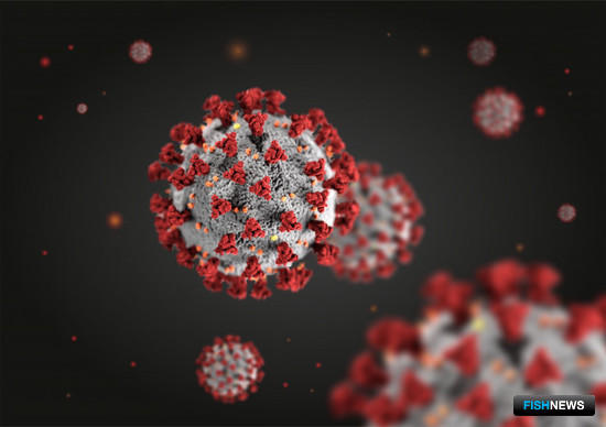 Китай заявил о живом коронавирусе на мороженой рыбе