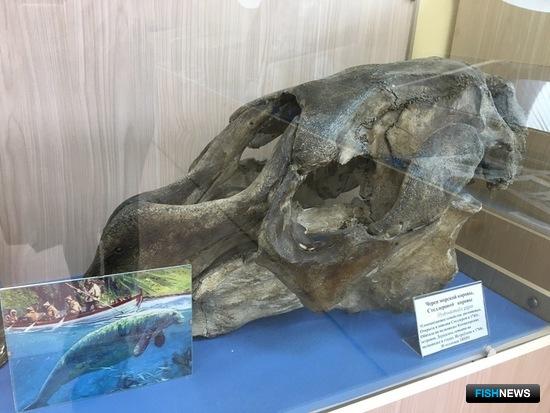 Обновленный морской музей ТИНРО принял первых гостей