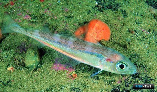 ИКЕС рекомендует ловить больше тресочки Эсмарка